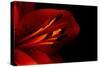 Orange Lily Against Black Background-Jennifer Peabody-Stretched Canvas