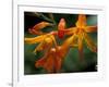 Orange Lily Flowers, Vulcano Baru, Parque National de Amistad, Chiriqui Province, Panama-Christian Ziegler-Framed Photographic Print