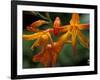 Orange Lily Flowers, Vulcano Baru, Parque National de Amistad, Chiriqui Province, Panama-Christian Ziegler-Framed Photographic Print