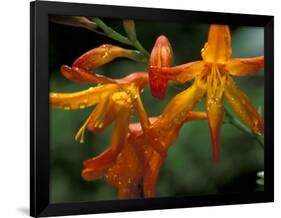 Orange Lily Flowers, Vulcano Baru, Parque National de Amistad, Chiriqui Province, Panama-Christian Ziegler-Framed Photographic Print