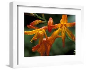 Orange Lily Flowers, Vulcano Baru, Parque National de Amistad, Chiriqui Province, Panama-Christian Ziegler-Framed Photographic Print