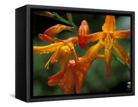Orange Lily Flowers, Vulcano Baru, Parque National de Amistad, Chiriqui Province, Panama-Christian Ziegler-Framed Stretched Canvas