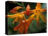 Orange Lily Flowers, Vulcano Baru, Parque National de Amistad, Chiriqui Province, Panama-Christian Ziegler-Stretched Canvas