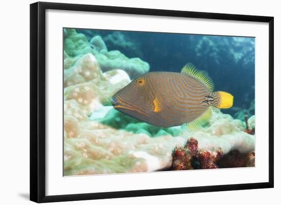 Orange Lined Triggerfish (Balistapus Undulatus), Southern Thailand, Andaman Sea, Indian Ocean, Asia-Andrew Stewart-Framed Photographic Print
