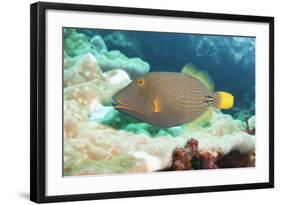 Orange Lined Triggerfish (Balistapus Undulatus), Southern Thailand, Andaman Sea, Indian Ocean, Asia-Andrew Stewart-Framed Photographic Print