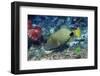 Orange-Lined Triggerfish-Hal Beral-Framed Photographic Print