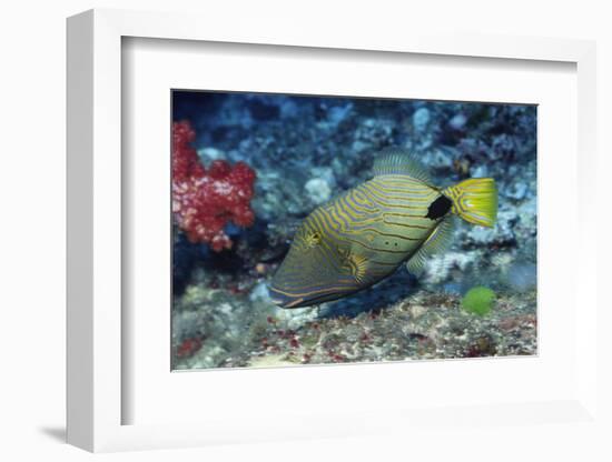 Orange-Lined Triggerfish-Hal Beral-Framed Photographic Print