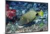 Orange-Lined Triggerfish-Hal Beral-Mounted Photographic Print