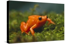 Orange Mantella Frog in Foliage-DLILLC-Stretched Canvas
