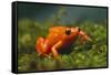 Orange Mantella Frog in Foliage-DLILLC-Framed Stretched Canvas