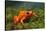 Orange Mantella Frog in Foliage-DLILLC-Stretched Canvas