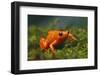 Orange Mantella Frog in Foliage-DLILLC-Framed Photographic Print