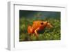 Orange Mantella Frog in Foliage-DLILLC-Framed Photographic Print