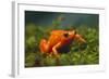 Orange Mantella Frog in Foliage-DLILLC-Framed Photographic Print