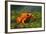 Orange Mantella Frog in Foliage-DLILLC-Framed Photographic Print