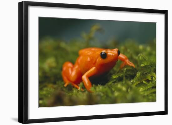 Orange Mantella Frog in Foliage-DLILLC-Framed Photographic Print