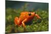 Orange Mantella Frog in Foliage-DLILLC-Mounted Photographic Print