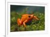 Orange Mantella Frog in Foliage-DLILLC-Framed Photographic Print