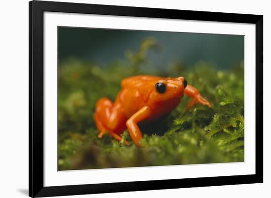 Orange Mantella Frog in Foliage-DLILLC-Framed Photographic Print