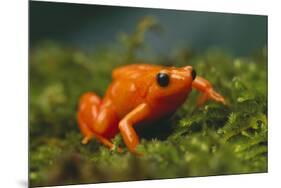 Orange Mantella Frog in Foliage-DLILLC-Mounted Photographic Print