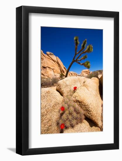 Orange Mohave Mound Cactus Flowers in Joshua Tree Park Echinocereus Triglochidiatus-holbox-Framed Photographic Print