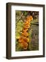 Orange mushrooms growing on a log in a forest, Sechelt, British Columbia, Canada-Kristin Piljay-Framed Photographic Print