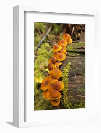 Orange mushrooms growing on a log in a forest, Sechelt, British Columbia, Canada-Kristin Piljay-Framed Photographic Print