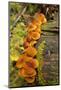 Orange mushrooms growing on a log in a forest, Sechelt, British Columbia, Canada-Kristin Piljay-Mounted Photographic Print