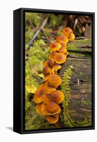 Orange mushrooms growing on a log in a forest, Sechelt, British Columbia, Canada-Kristin Piljay-Framed Stretched Canvas