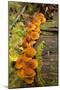 Orange mushrooms growing on a log in a forest, Sechelt, British Columbia, Canada-Kristin Piljay-Mounted Photographic Print