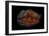 Orange On Black-Secundino Losada-Framed Giclee Print