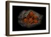 Orange On Black-Secundino Losada-Framed Giclee Print