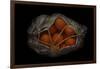 Orange On Black-Secundino Losada-Framed Giclee Print