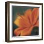 Orange on Turquoise-Jane Ann Butler-Framed Giclee Print