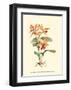 Orange Orchid-Joy Waldman-Framed Art Print