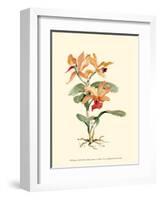 Orange Orchid-Joy Waldman-Framed Art Print