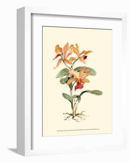 Orange Orchid-Joy Waldman-Framed Art Print