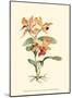 Orange Orchid-Joy Waldman-Mounted Art Print