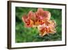 Orange Orchid-Don Spears-Framed Art Print