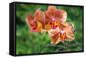 Orange Orchid-Don Spears-Framed Stretched Canvas