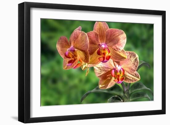 Orange Orchid-Don Spears-Framed Art Print