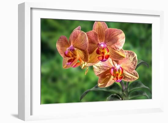 Orange Orchid-Don Spears-Framed Art Print