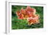 Orange Orchid-Don Spears-Framed Art Print