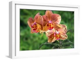 Orange Orchid-Don Spears-Framed Art Print