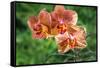 Orange Orchid-Don Spears-Framed Stretched Canvas