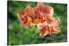 Orange Orchid-Don Spears-Stretched Canvas