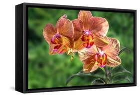 Orange Orchid-Don Spears-Framed Stretched Canvas