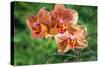 Orange Orchid-Don Spears-Stretched Canvas