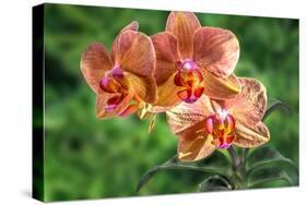 Orange Orchid-Don Spears-Stretched Canvas