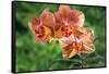 Orange Orchid-Don Spears-Framed Stretched Canvas